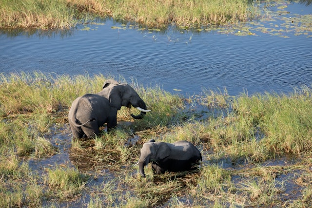 View from the Londolozi seatout deck